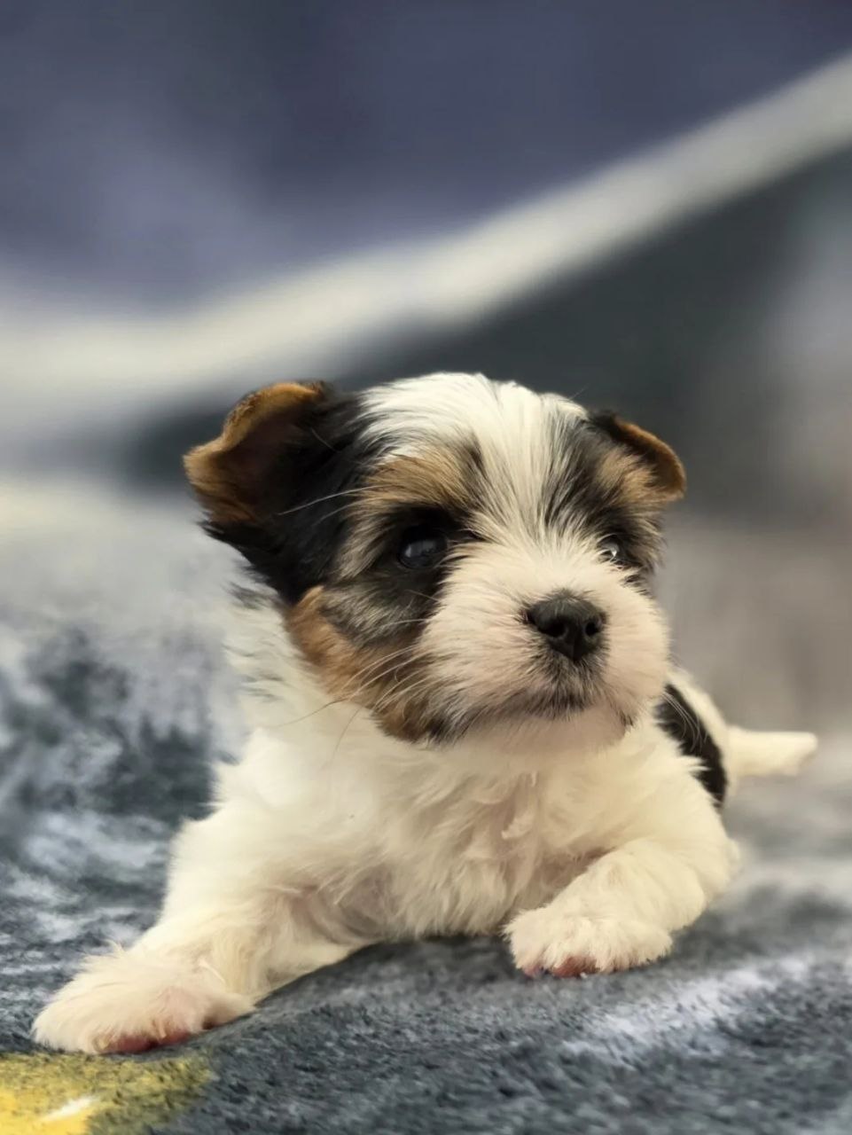 купить щенка Бивер терьера