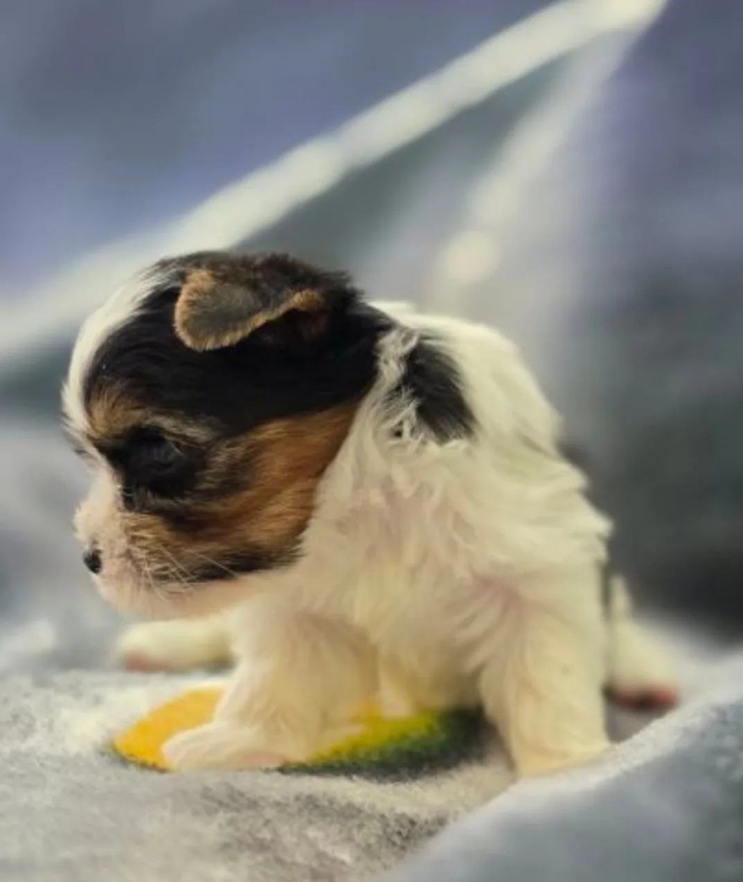 Йоркширский Бивер терьер