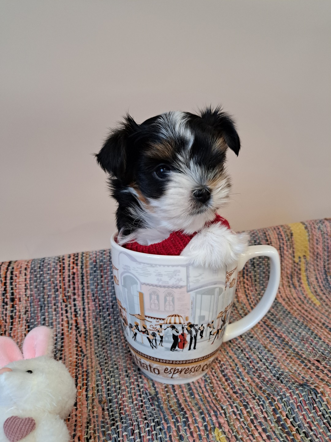 Йоркширский Бивер терьер