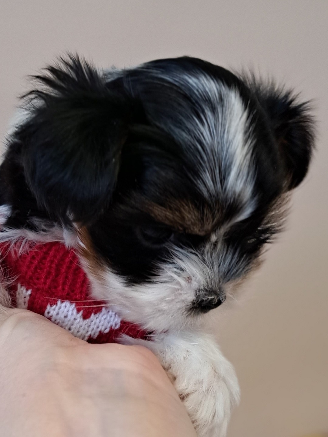 купить щенка Бивер терьера