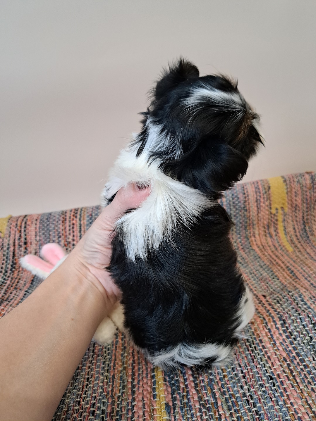 купить щенка Бивер терьера