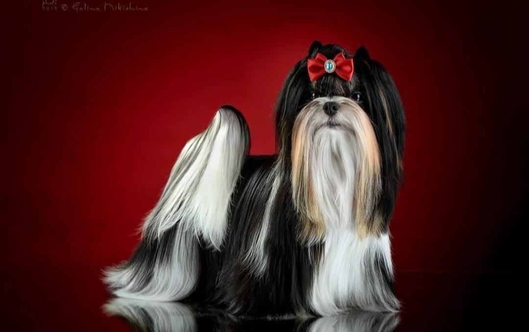 Йоркширский Бивер терьер