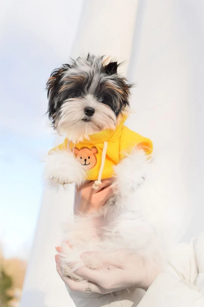 Щенок Бивер Йорка