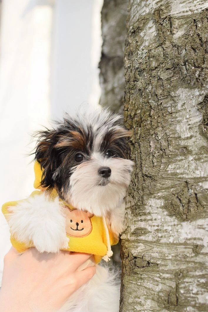 Девочка бивер