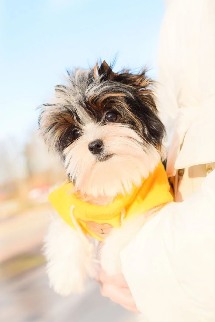 Щеноки Бивер Йорка фото