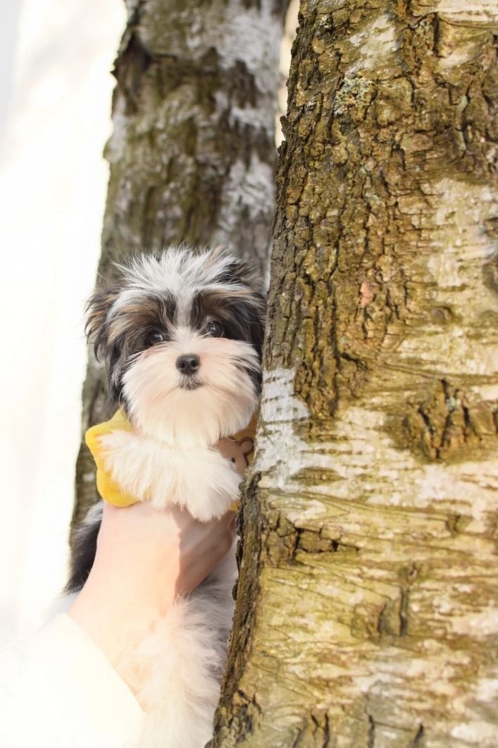 мальчики бивер йорк