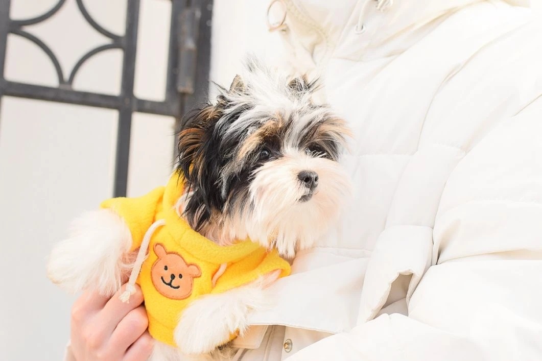 Щенок Бивер Йорка