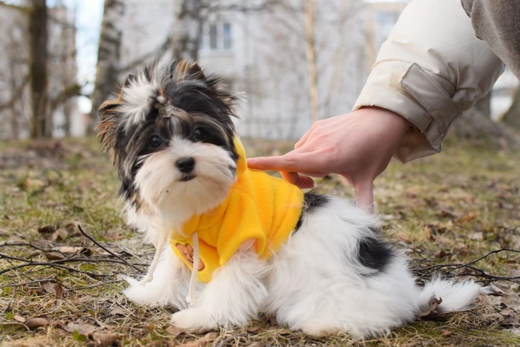 Щеноки Бивер Йорка фото