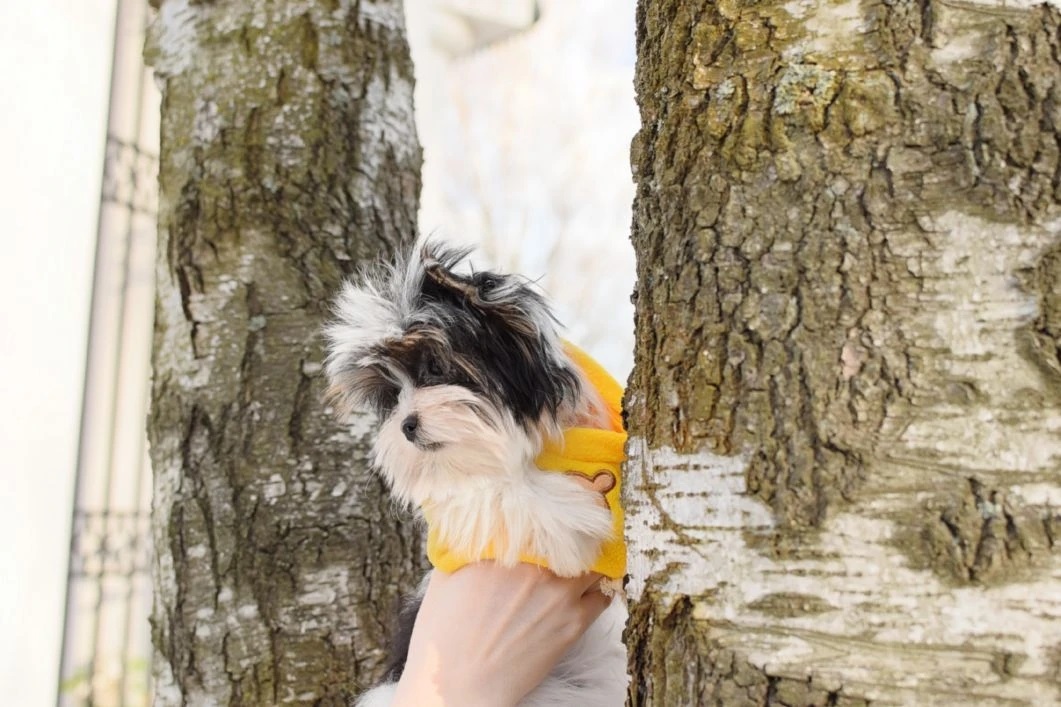 мальчики бивер йорк