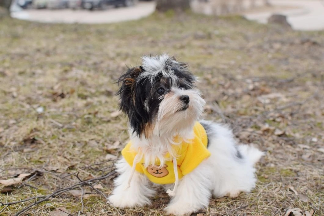 Щенок Бивер Йорка