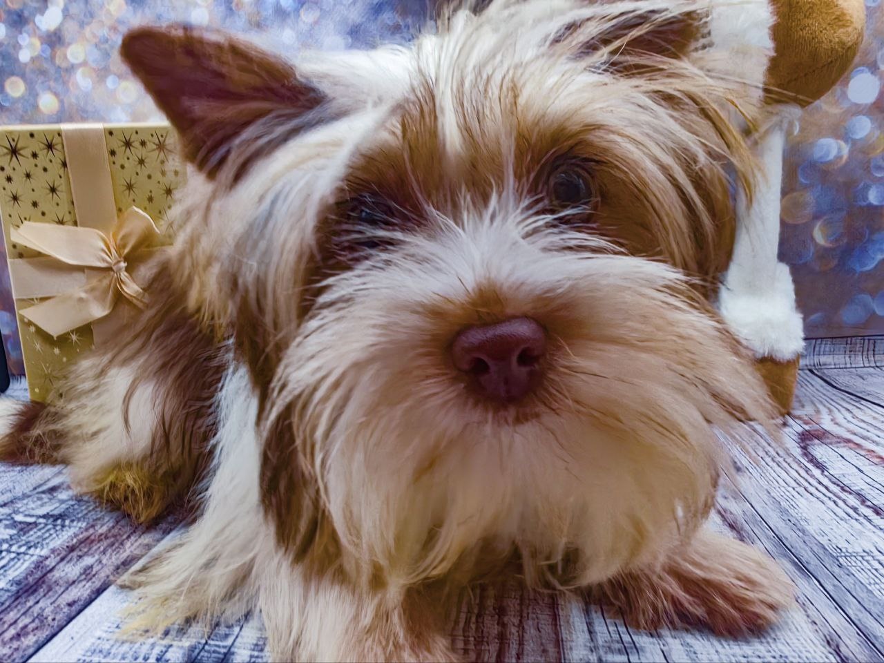 купить щенка Бивер терьера