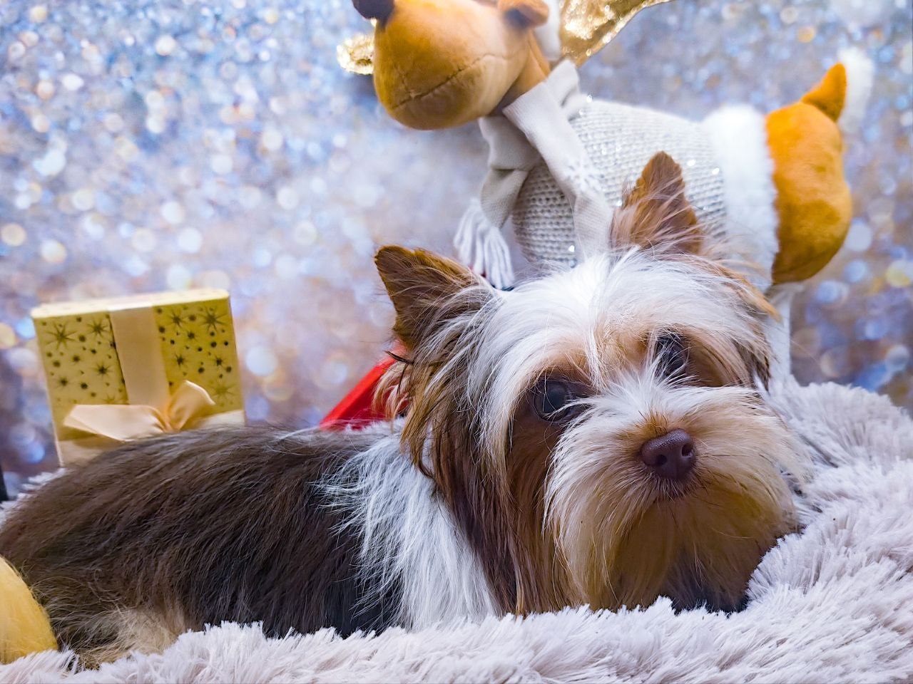 купить щенка Бивер терьера