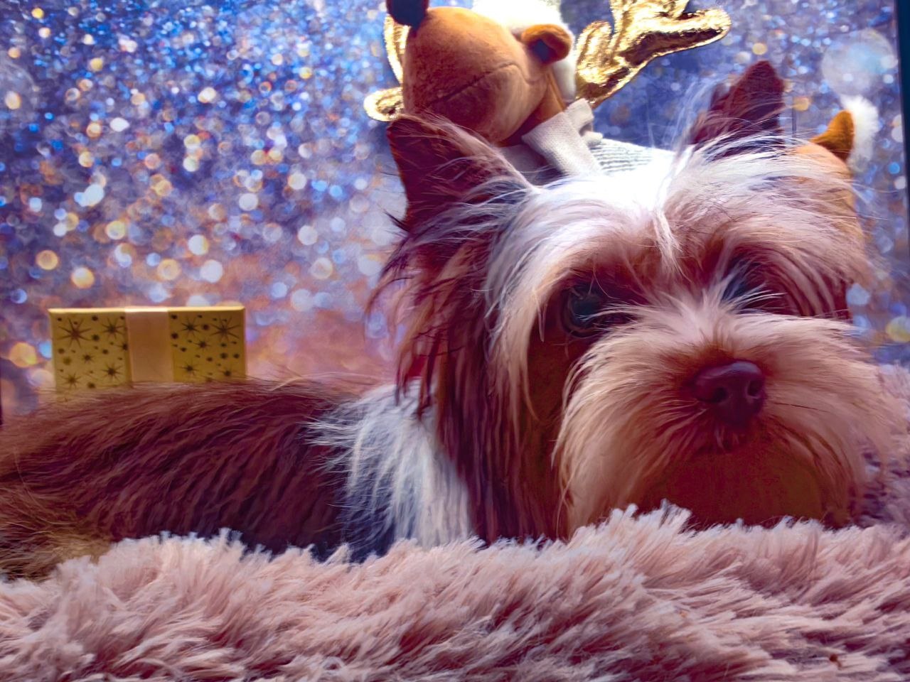 купить щенка Бивер терьера