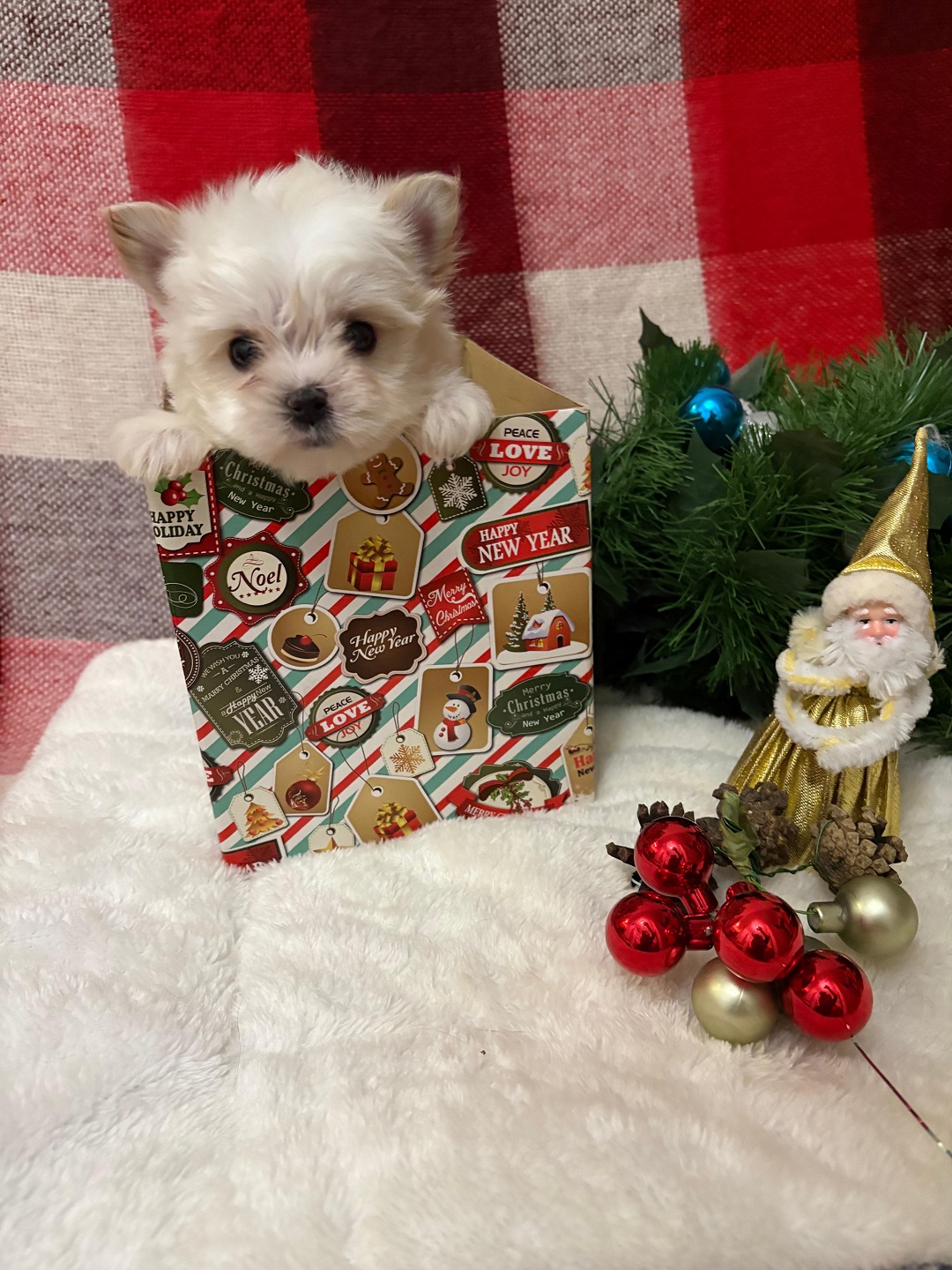 Йоркширский Бивер терьер