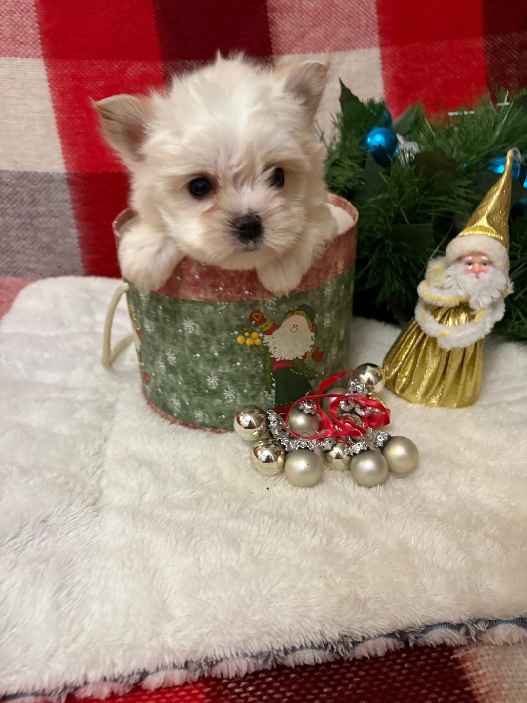 купить щенка Бивер терьера