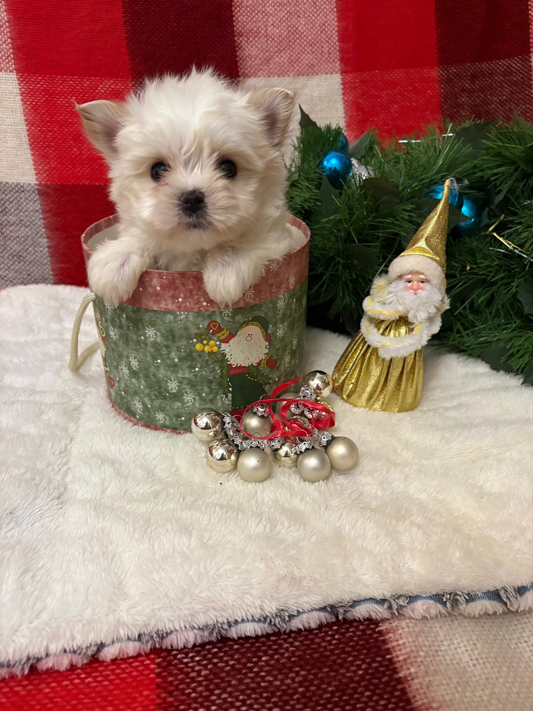 Йоркширский Бивер терьер