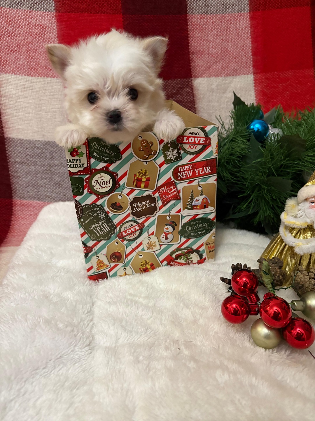 купить щенка Бивер терьера