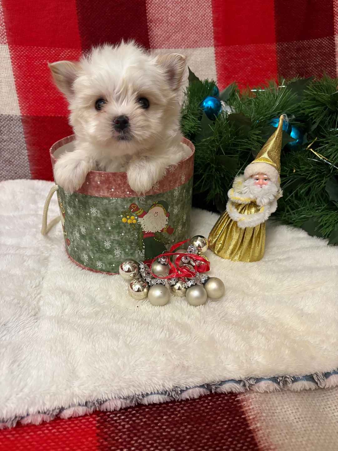 купить щенка Бивер терьера