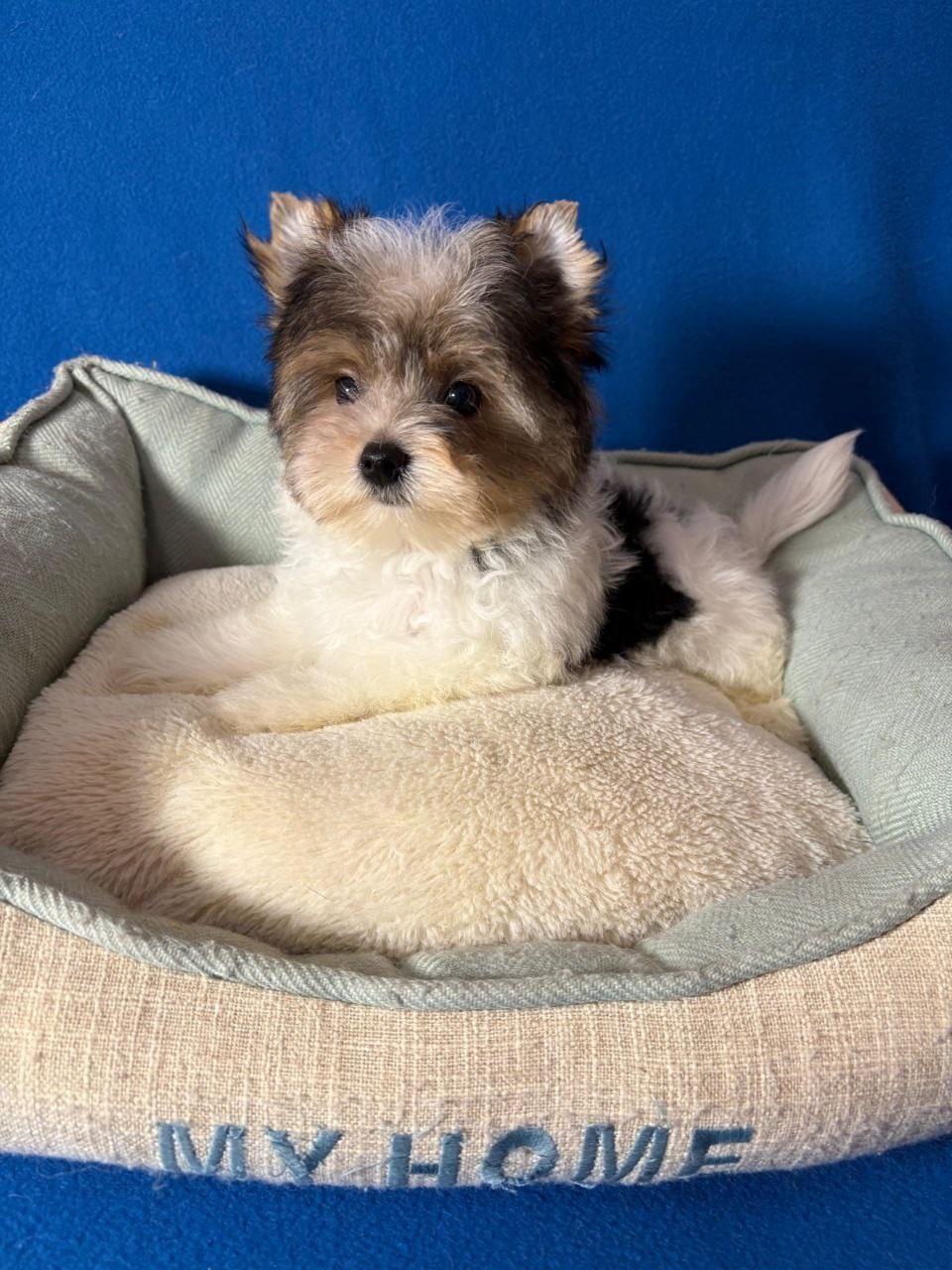 купить щенка Бивер терьера