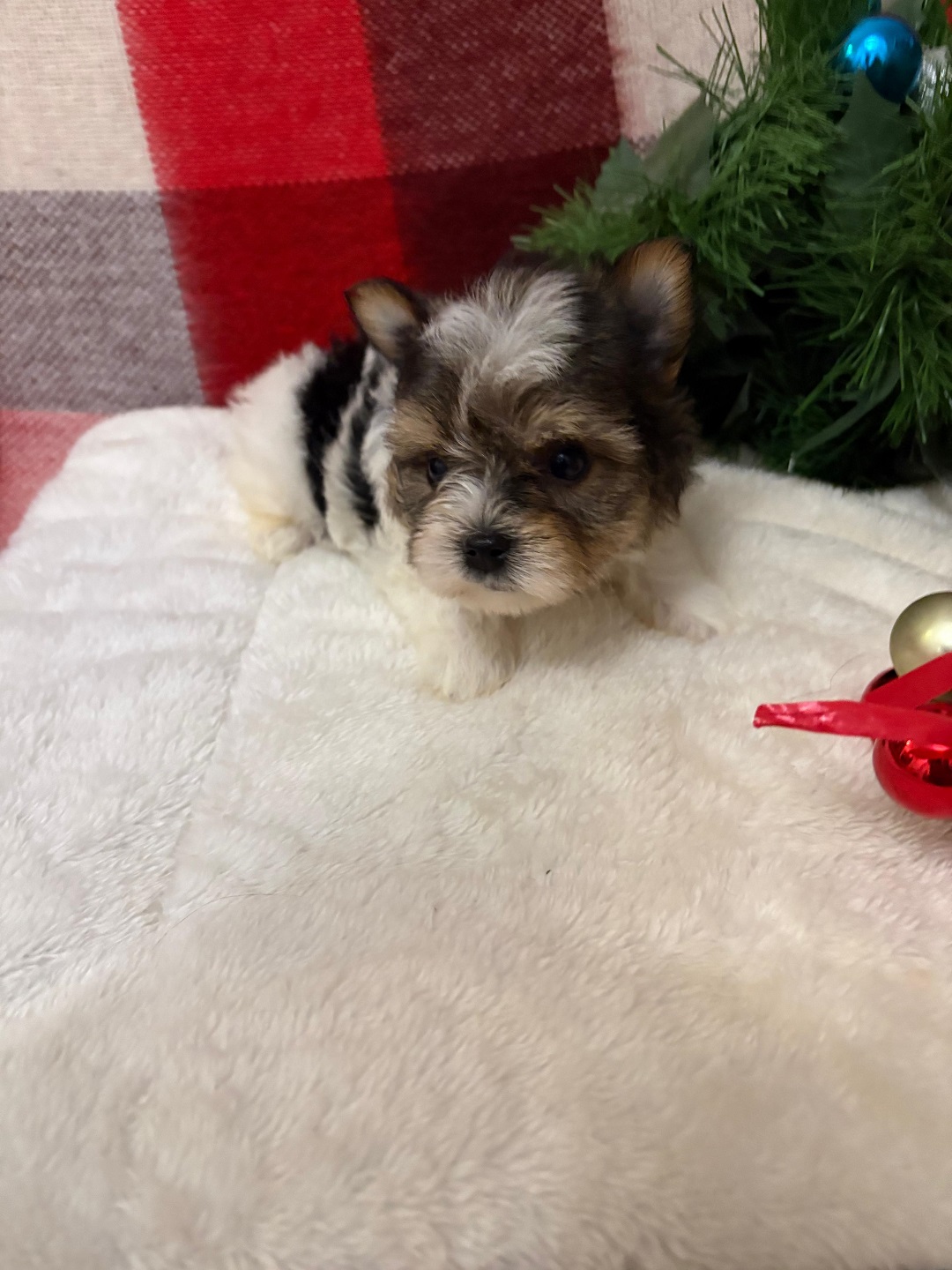 купить щенка Бивер терьера