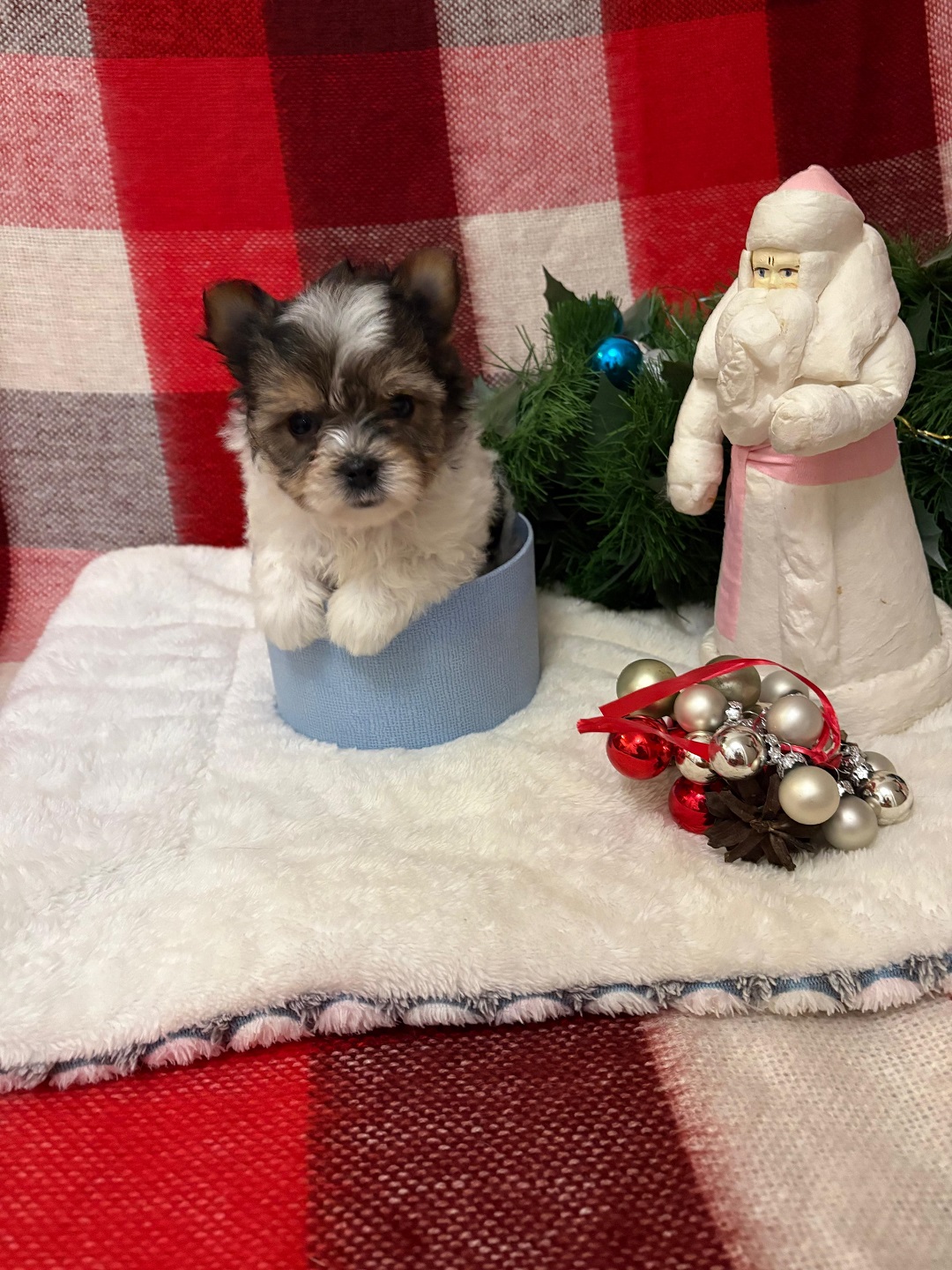 купить щенка Бивер терьера