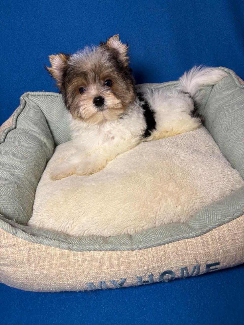 купить щенка Бивер терьера