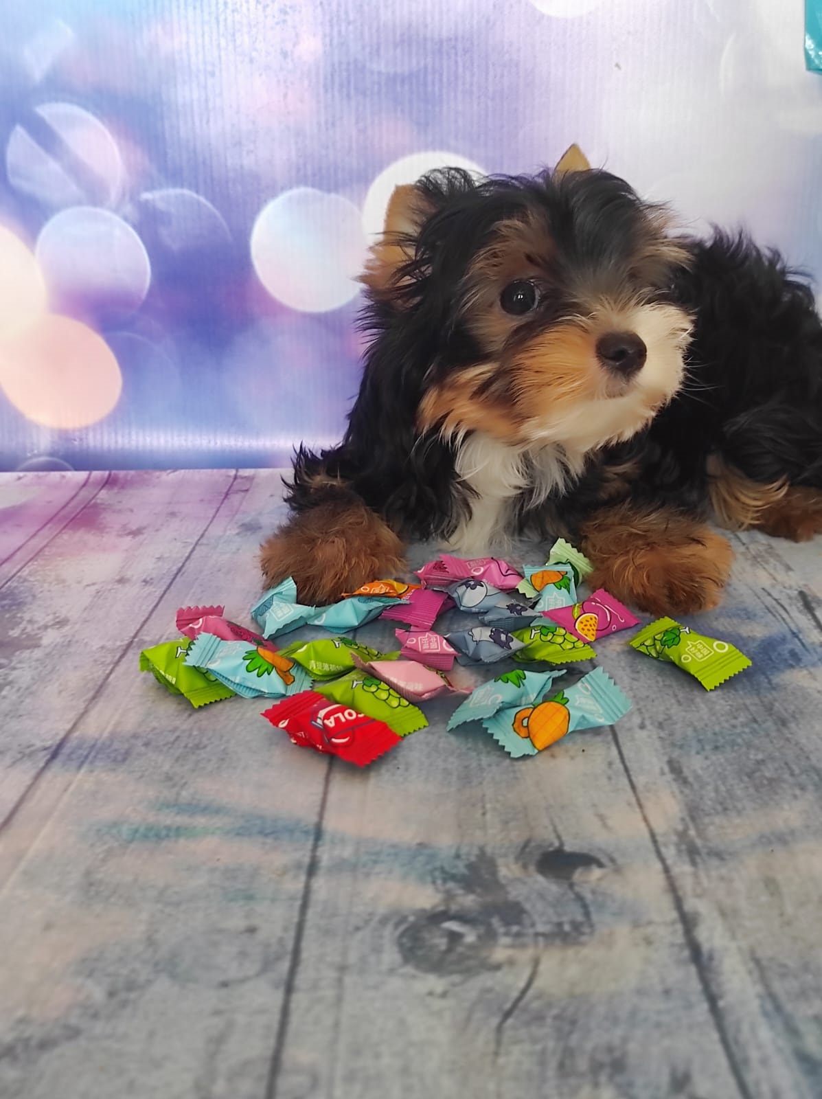 купить щенка Черного терьера