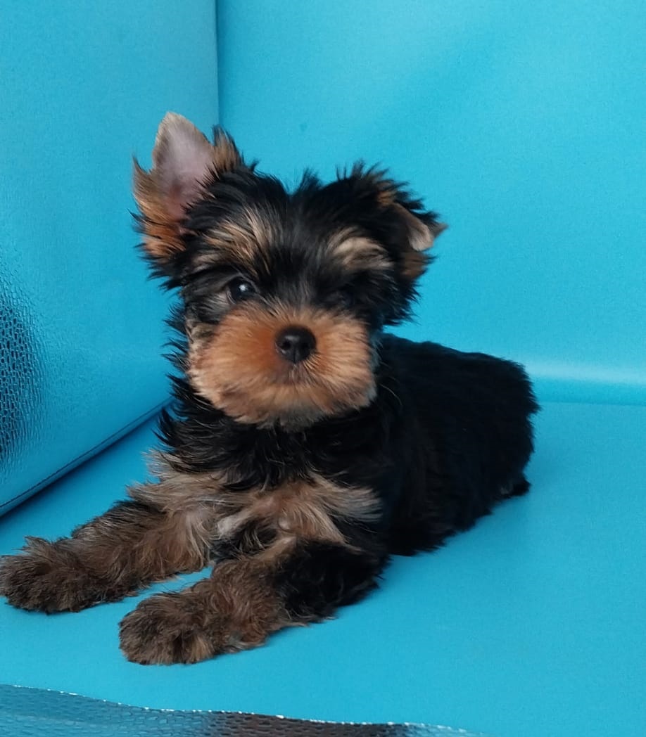 щенки Йоркширского терьера