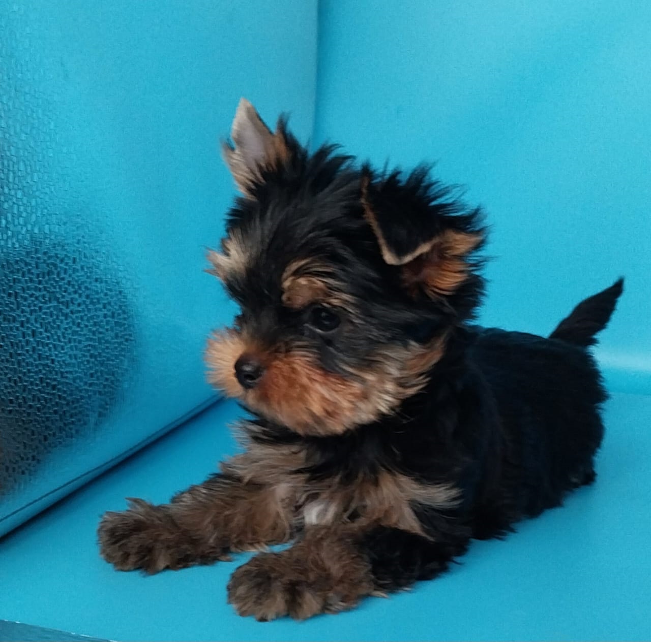 щенки Йоркширского терьера