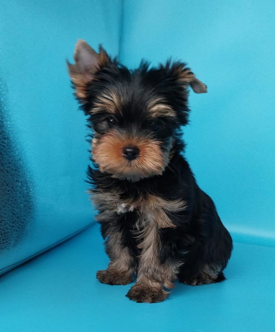 щенки Йоркширского терьера