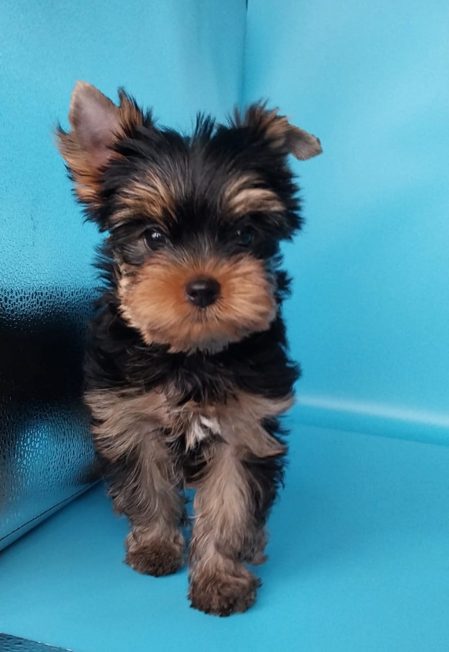 Мальчик Йоркширского терьера