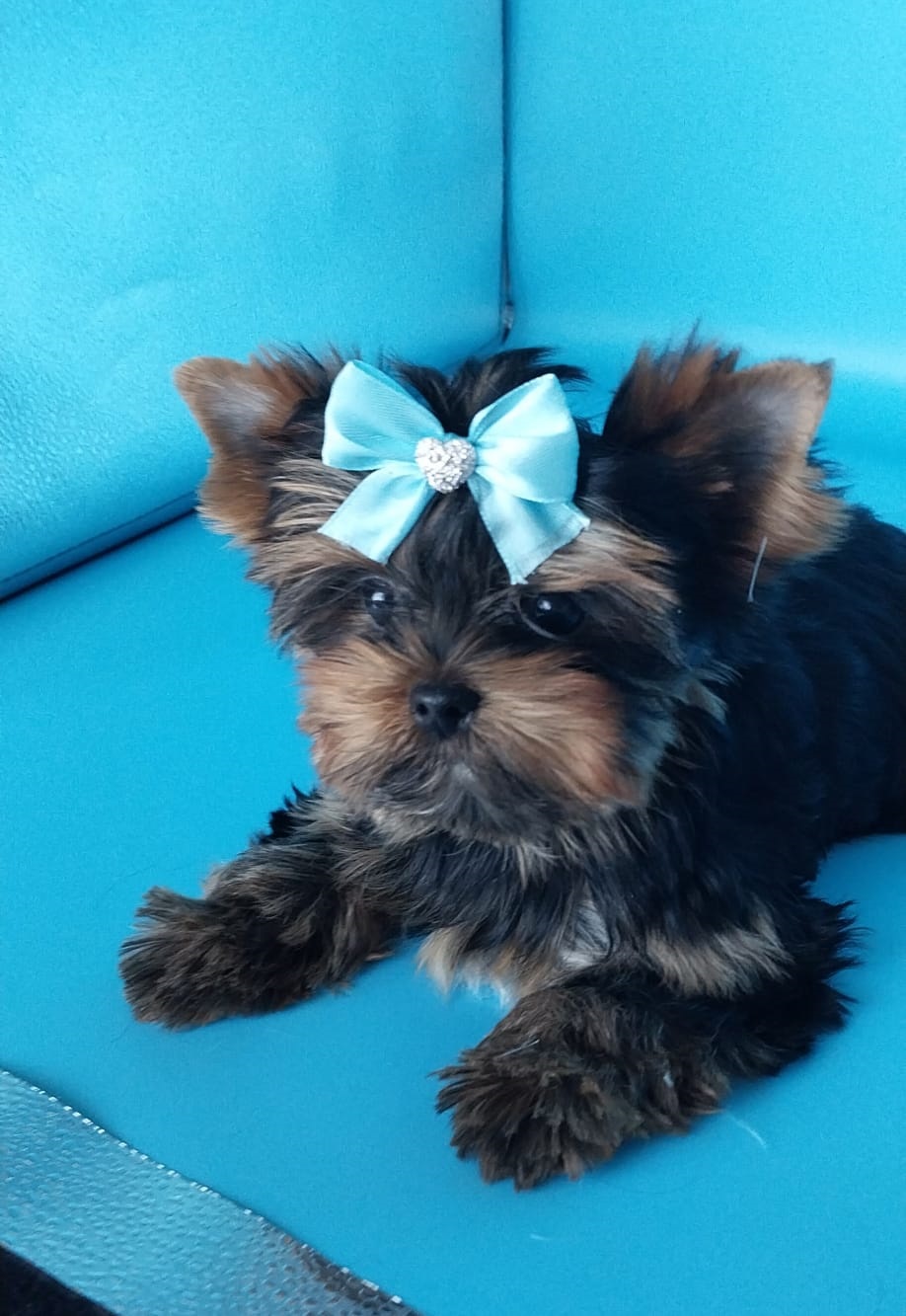 щенки Йоркширского терьера