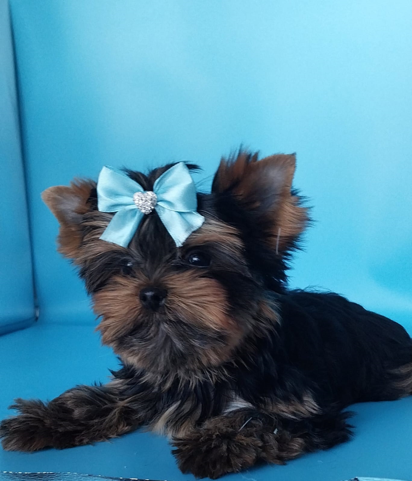 щенки Йоркширского терьера