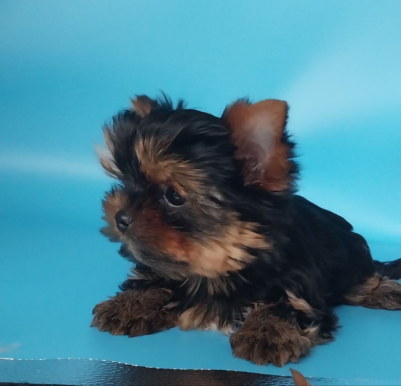 щенки Йоркширского терьера