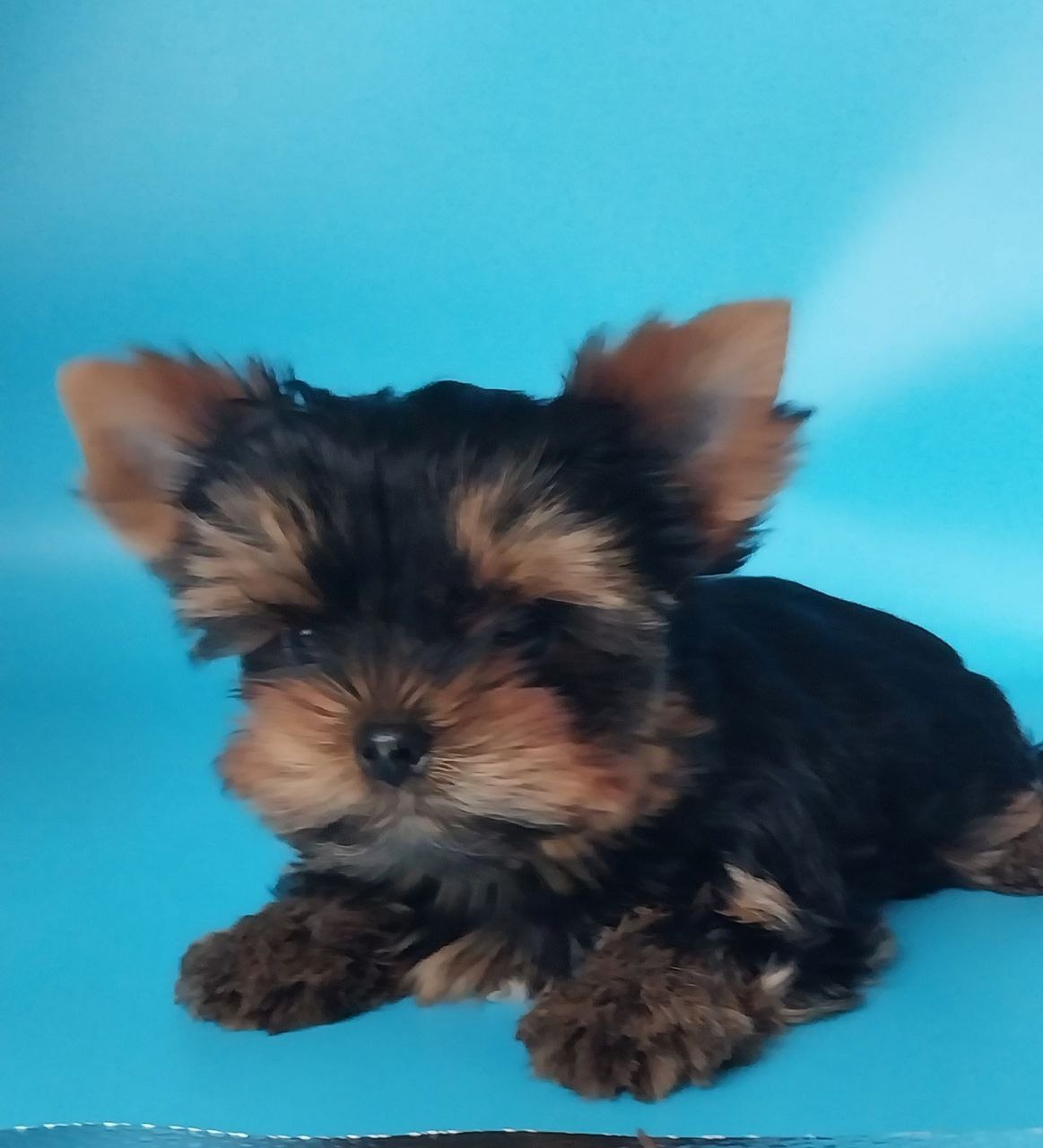 Мальчик Йоркширского терьера