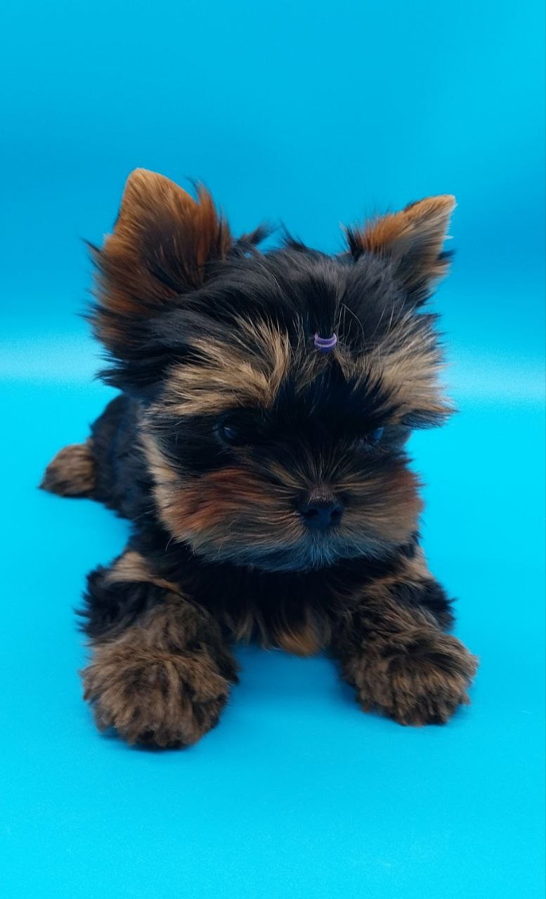 щенки Йоркширского терьера