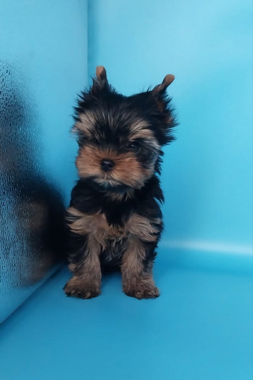 щенки Йоркширского терьера