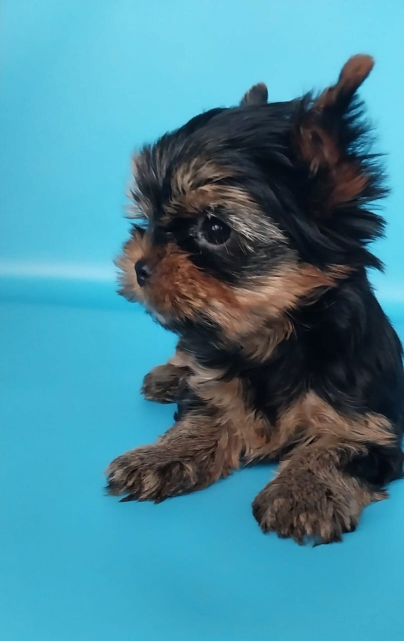 Мальчик Йоркширского терьера