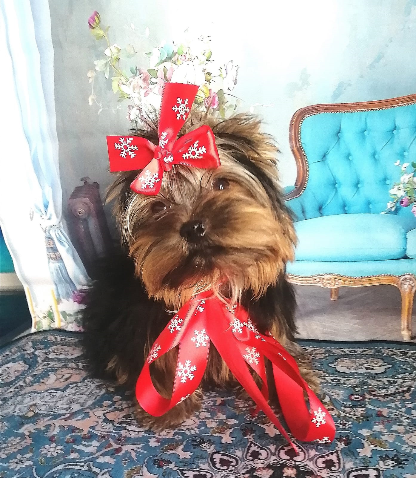 Щенок Йоркширского терьера