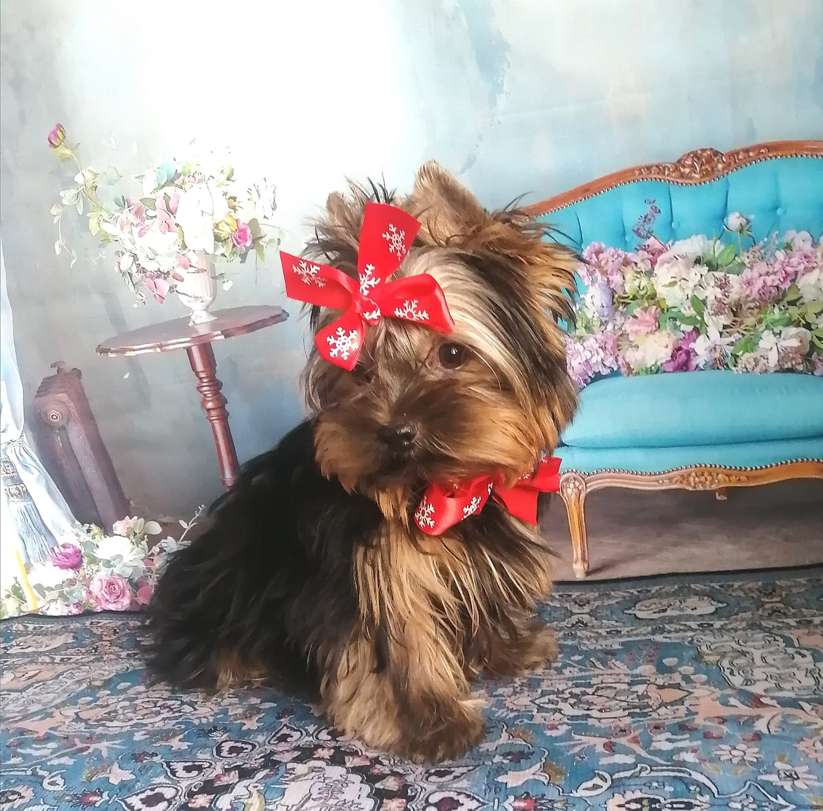 фото щенка Йоркширского терьера