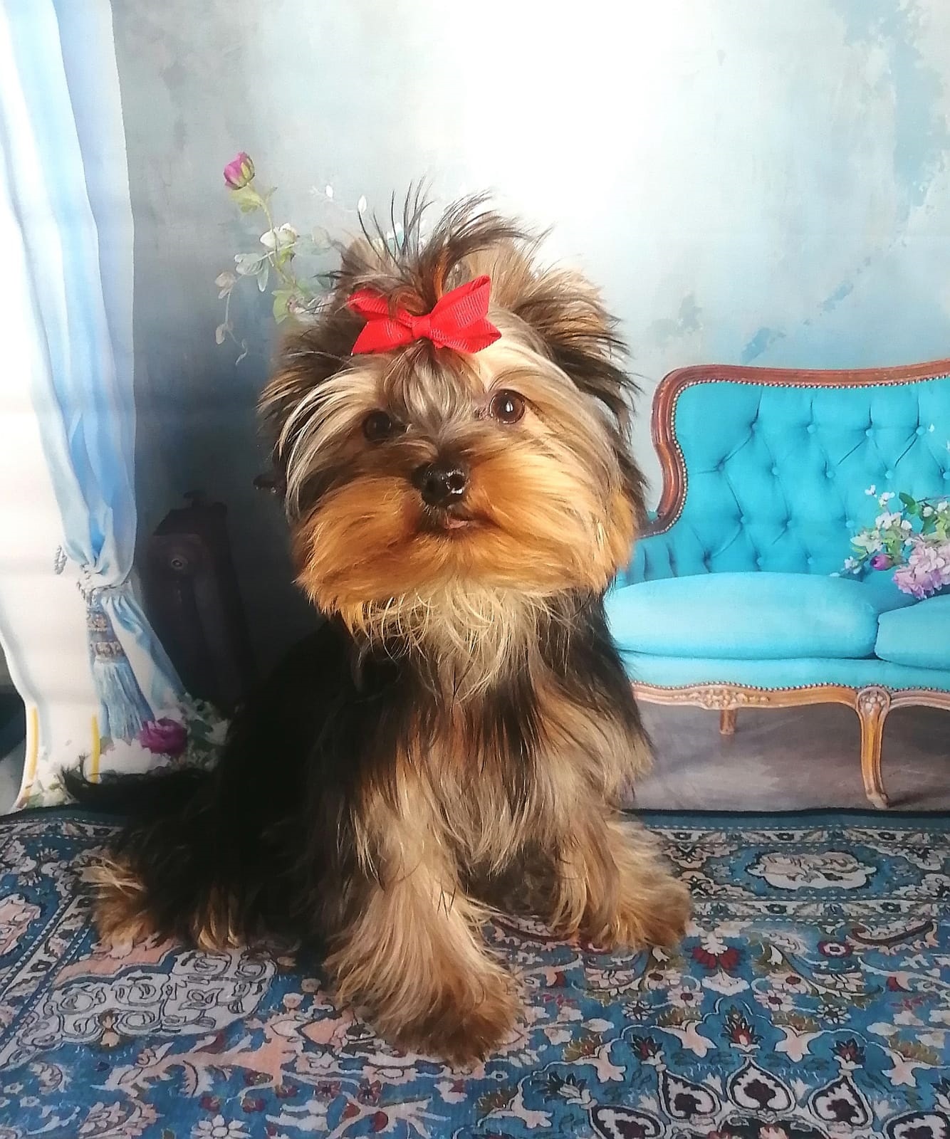 Щенок Йоркширского терьера