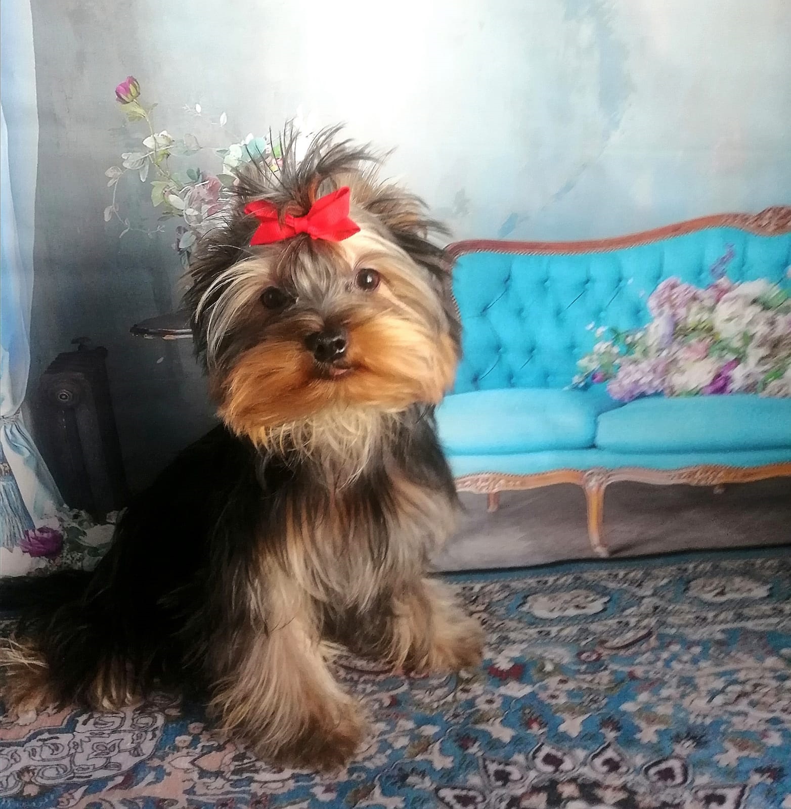 фото щенка Йоркширского терьера