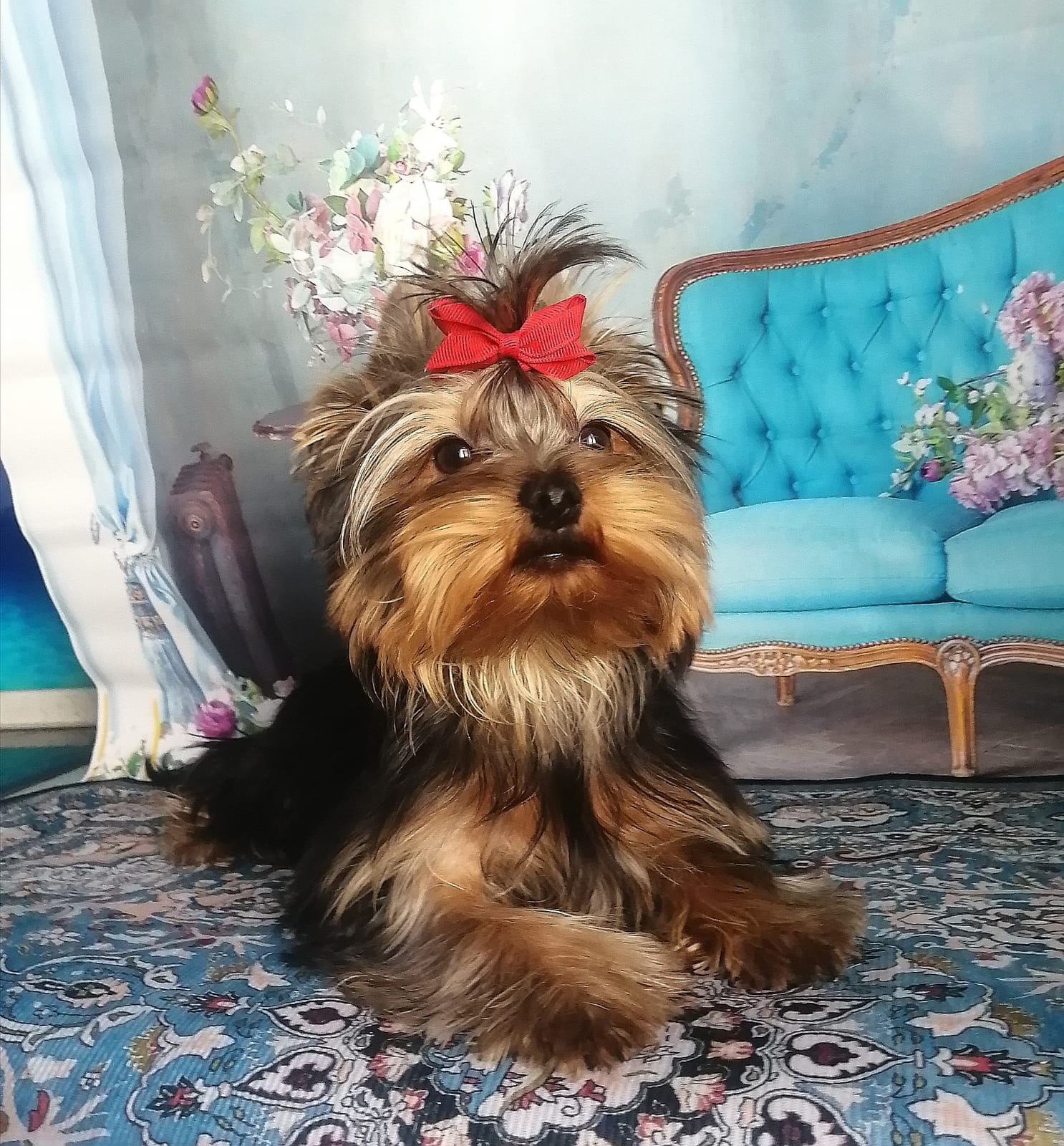 купить щенка Йоркширского терьера мини