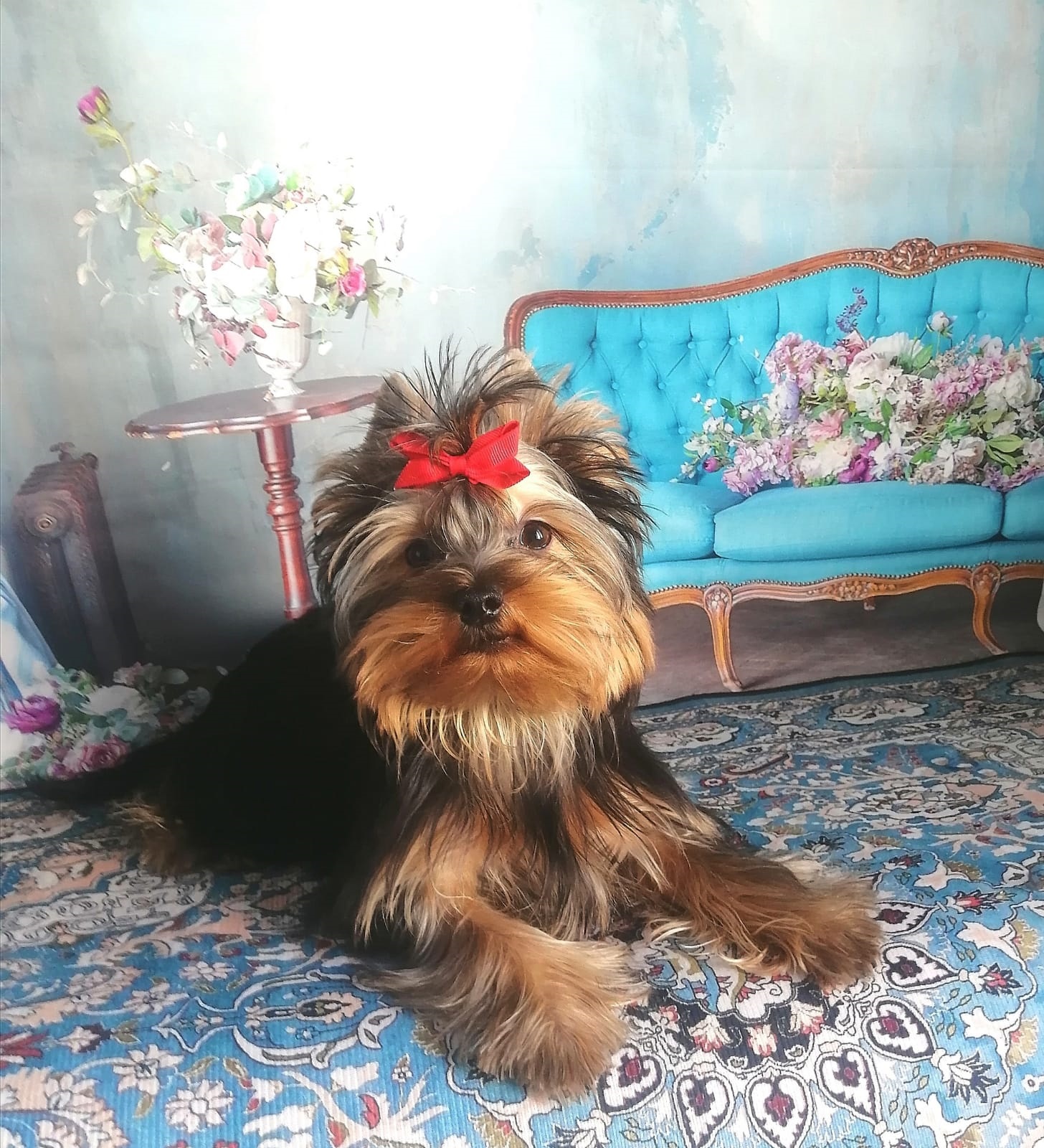 Щенок Йоркширского терьера