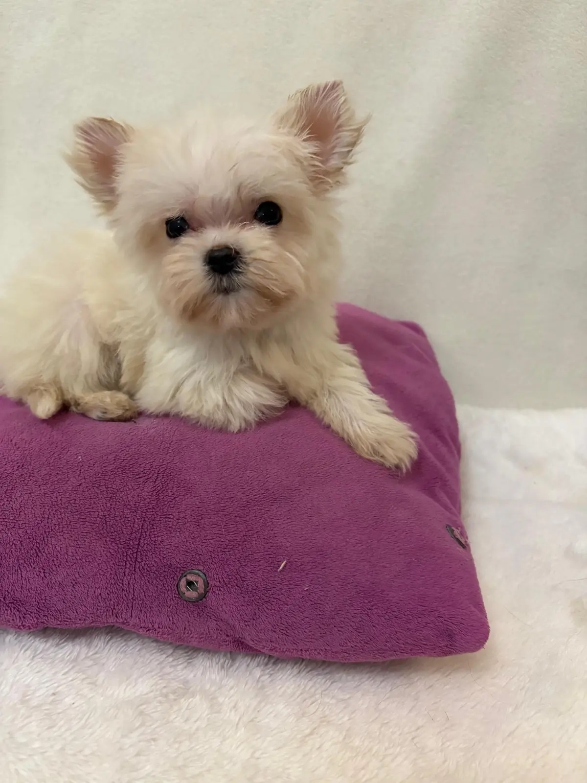 купить щенка Йоркширского терьера