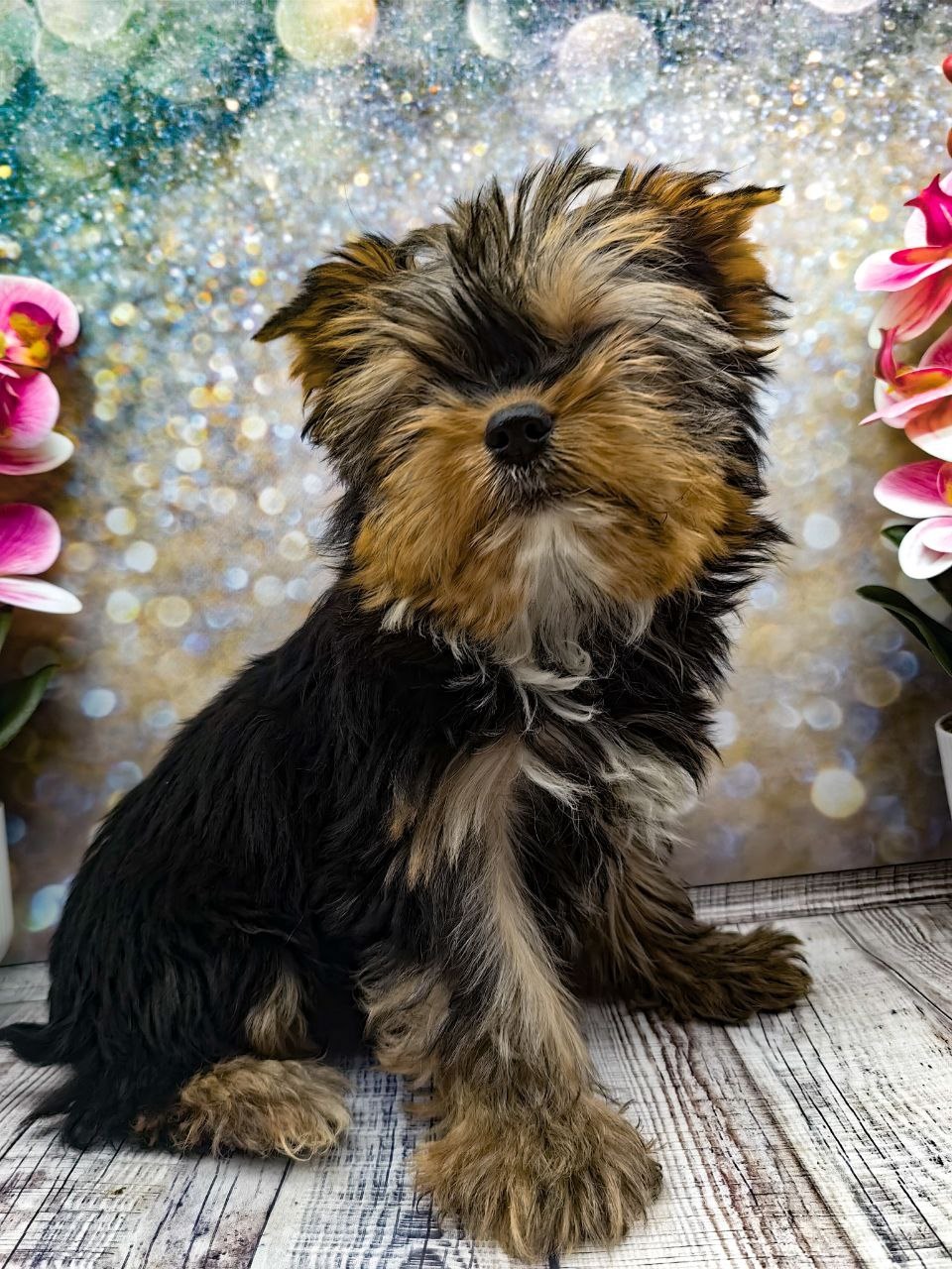 купить щенка Йоркширского терьера