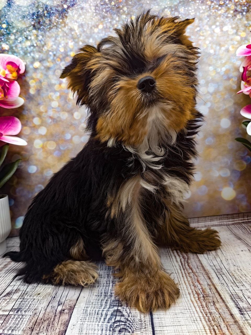 купить щенка Йоркширского терьера