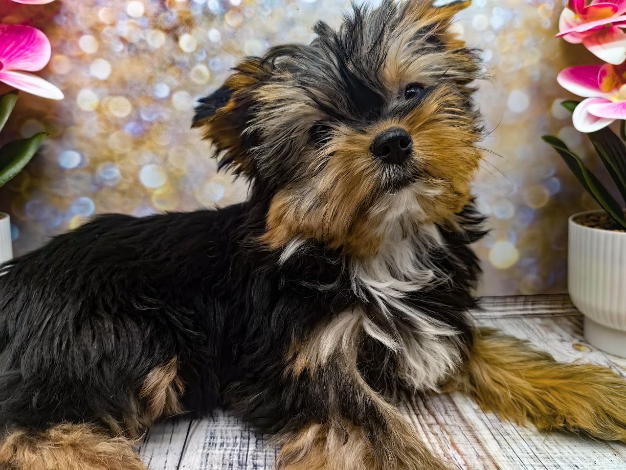 купить щенка Йоркширского терьера