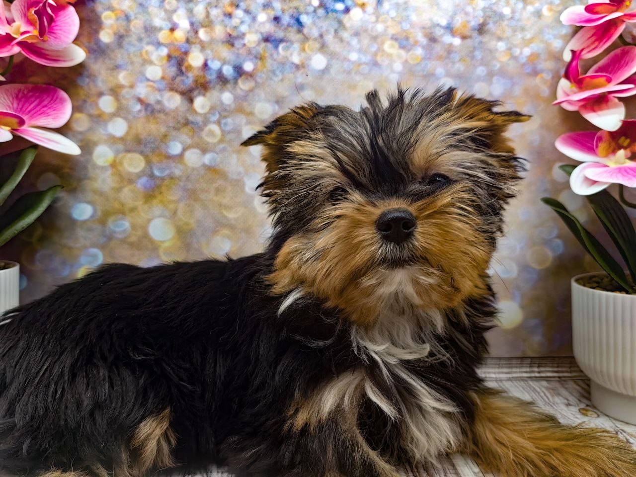 купить щенка Йоркширского терьера