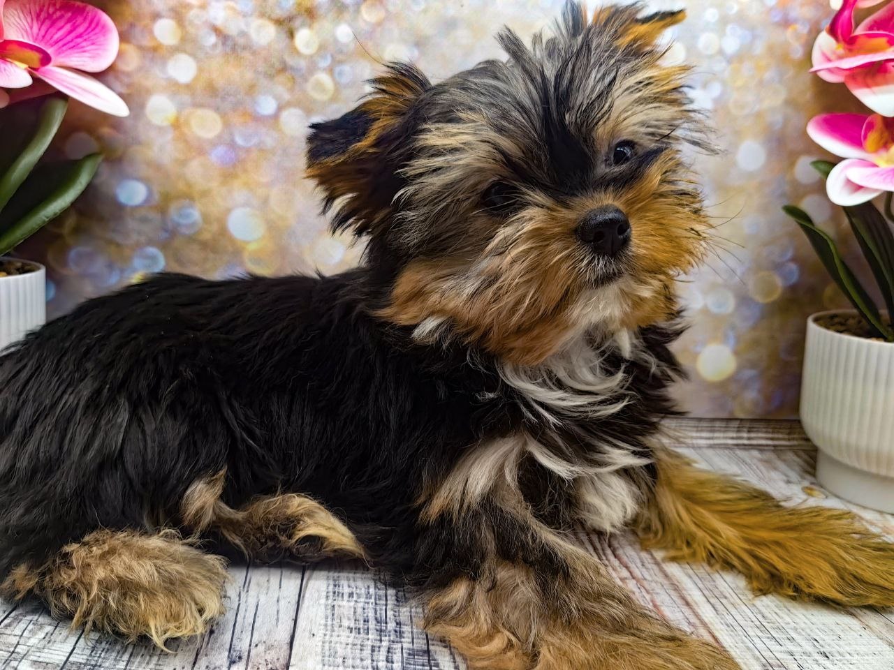 купить щенка Йоркширского терьера